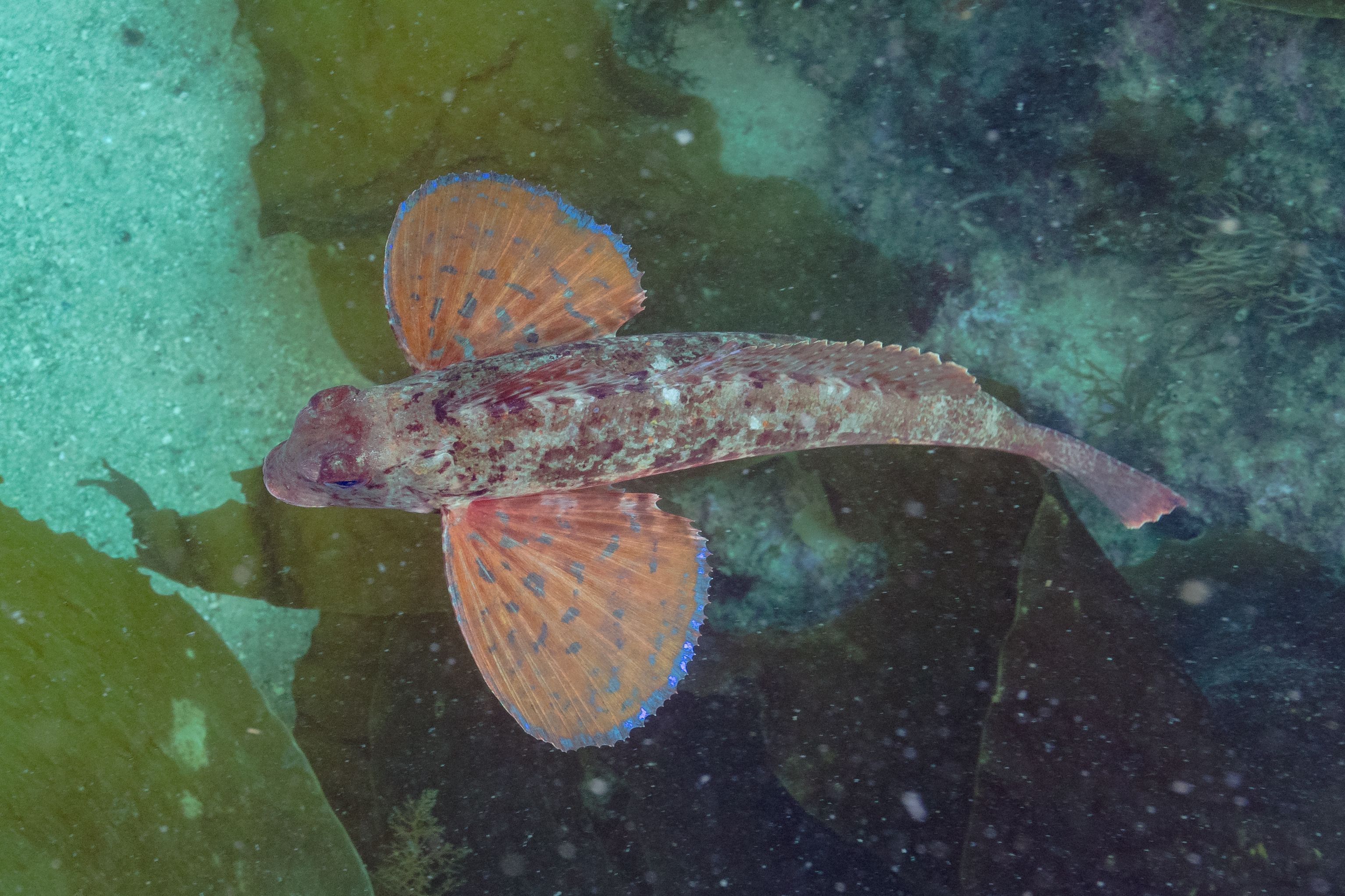 💧 칡덩굴 연못(쓰즈라부치) 이미지 8